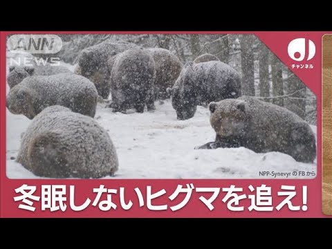 出没相次ぐ“冬眠しないクマ”北海道でドローン追跡…「1度上昇で冬眠期間6日短縮」(2023年12月6日)