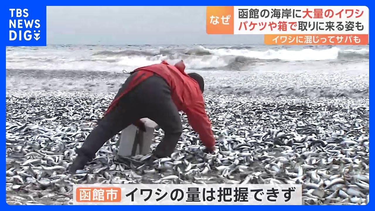 「海岸にイワシが大量に打ち上げられている」びっしり埋めつくす大量のイワシ　バケツや箱を持って大量のイワシを取っていく人の姿も　北海道・函館市｜TBS&nbsp;NEWS&nbsp;DIG