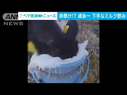 バケツに頭ごと突っ込み無呼吸でミルク一気飲み　子牛の中で過去一番下手な飲み方？(2023年12月7日)