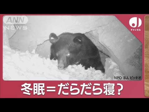 実は完全に寝てない？冬眠クマの驚きの生態“冬眠中も起きる”(2023年12月7日)