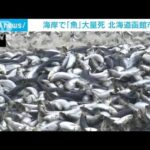 海岸に大量の魚が漂着　酸欠状態で大量死の可能性　北海道函館市(2023年12月7日)