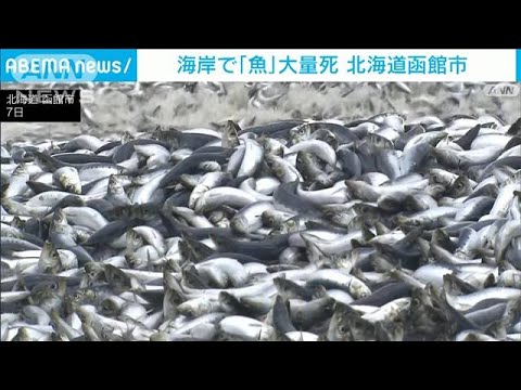海岸に大量の魚が漂着　酸欠状態で大量死の可能性　北海道函館市(2023年12月7日)