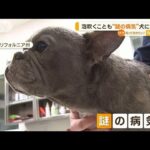 泡吹くことも…“謎の病気”犬に大流行　アメリカ【知っておきたい！】(2023年12月8日)