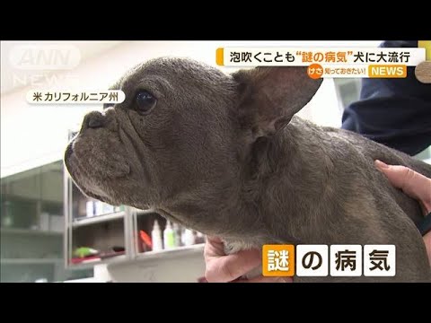 泡吹くことも…“謎の病気”犬に大流行　アメリカ【知っておきたい！】(2023年12月8日)