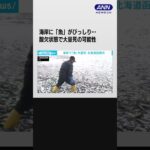 海岸に大量の魚が漂着　酸欠状態で大量死の可能性　北海道函館市 #shorts