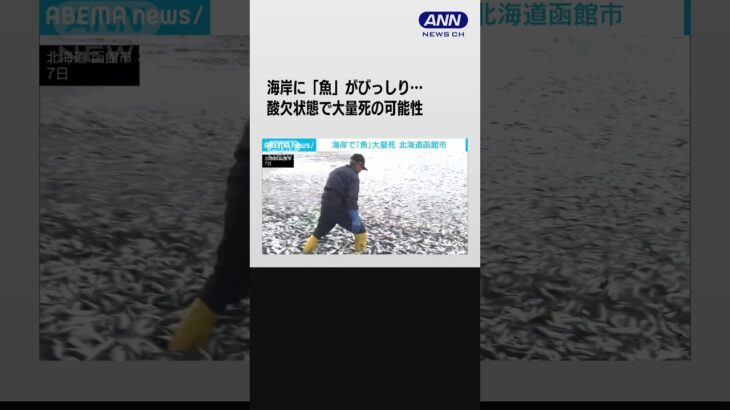 海岸に大量の魚が漂着　酸欠状態で大量死の可能性　北海道函館市 #shorts