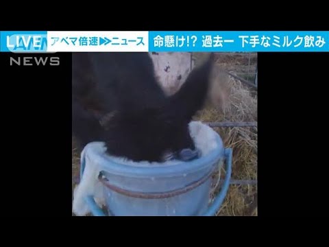 バケツに頭ごと突っ込み無呼吸でミルク一気飲み　子牛の中で過去一番下手な飲み方？(2023年12月7日)