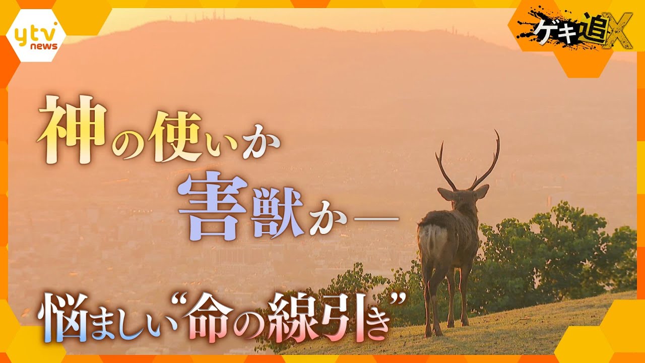 相次ぐシカの衰弱死…奈良の文化に異変 保護施設が“破綻”の一方、深刻な農業被害に怒りの声も　一体何が？【かんさい情報ネットten.特集/ゲキ追X】