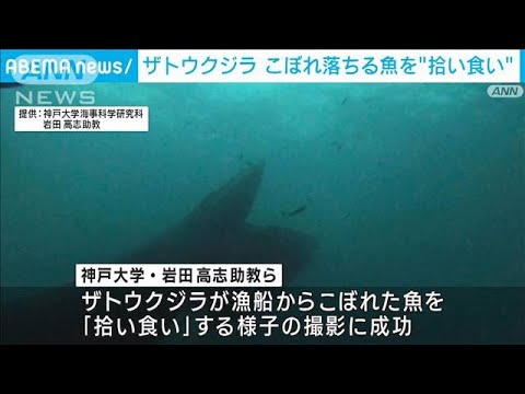“世界初”ザトウクジラの「拾い食い」撮影　漁船に近づき効率良くこぼれ落ちる魚狙う(2023年12月8日)