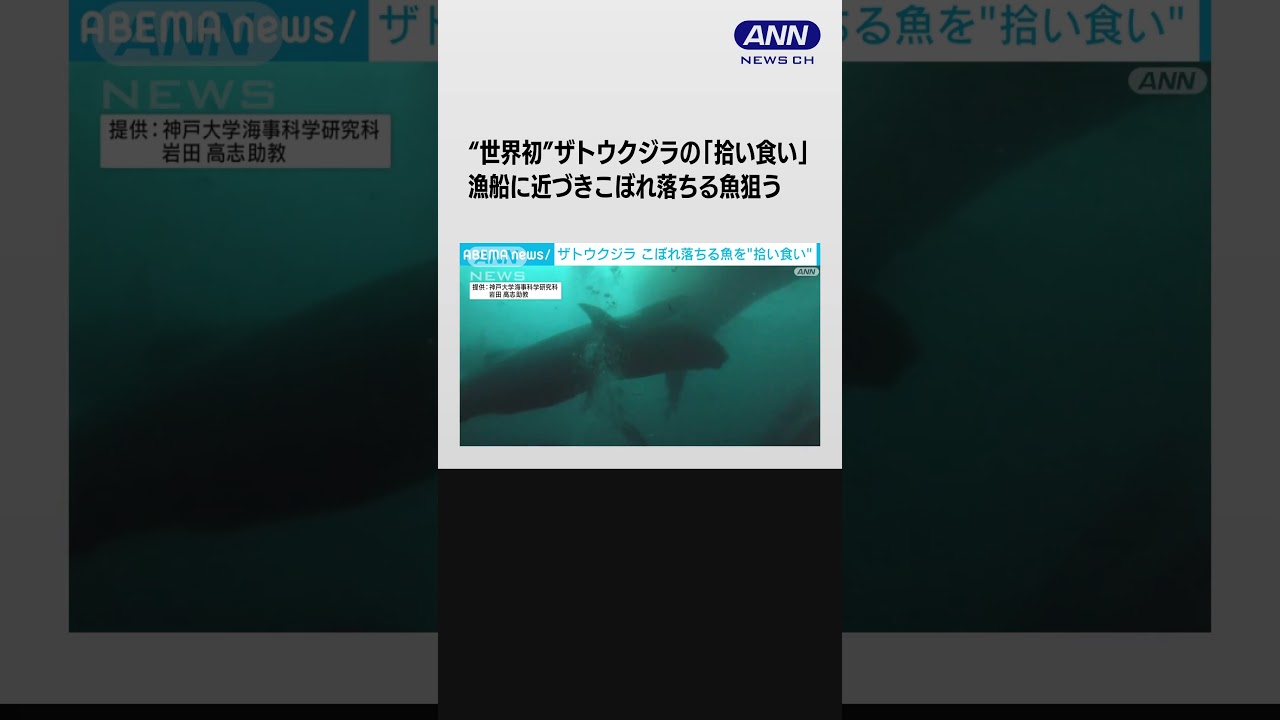 “世界初”ザトウクジラの「拾い食い」撮影　漁船に近づき効率良くこぼれ落ちる魚狙う #shorts