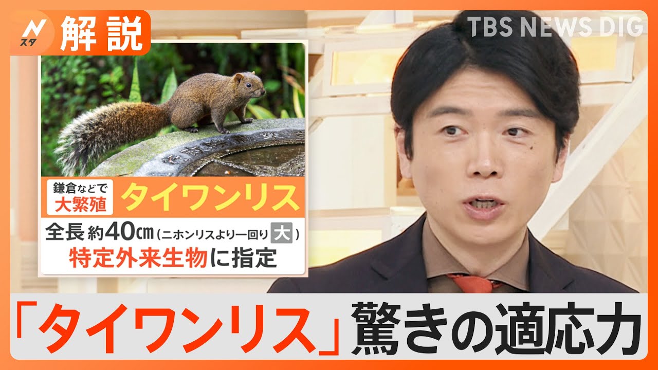 鎌倉で「タイワンリス」急増、横浜の市街地などにも…なぜ今年増加？【Nスタ解説】｜TBS&nbsp;NEWS&nbsp;DIG