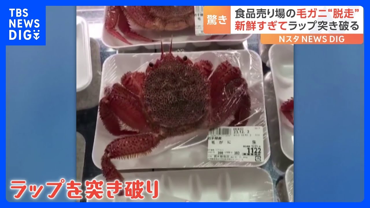 “新鮮すぎて”パックからカニが脱走？触発されたのか近くの毛ガニもモゾモゾ…「日常の風景」が話題｜TBS&nbsp;NEWS&nbsp;DIG