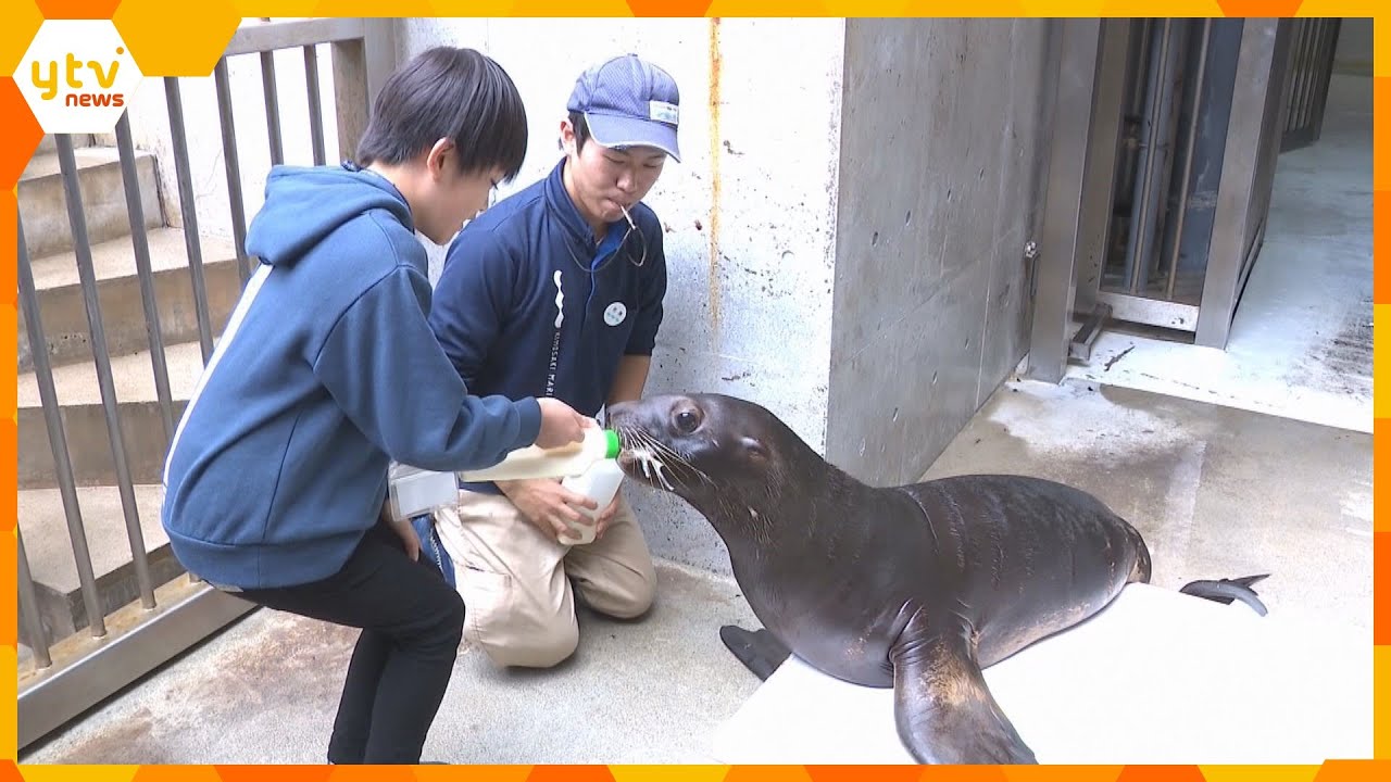 「なかなか出来ないので是非！」トドの赤ちゃん“カナタ”に『ミルクをあげる体験』出来るツアー人気　城崎マリンワールド