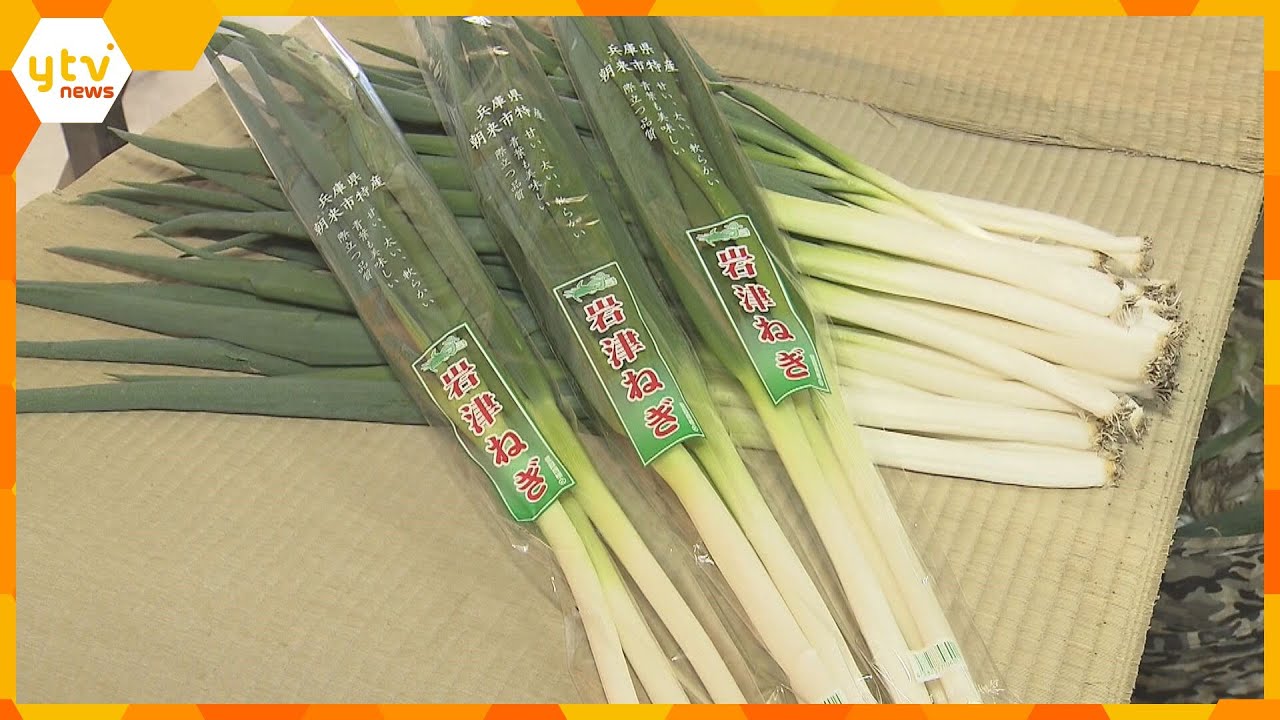 鍋の具材として重宝される特産品『岩津ねぎ』収穫ピーク　厳しい寒さで“甘さと柔らかさ”増す　兵庫・朝来市