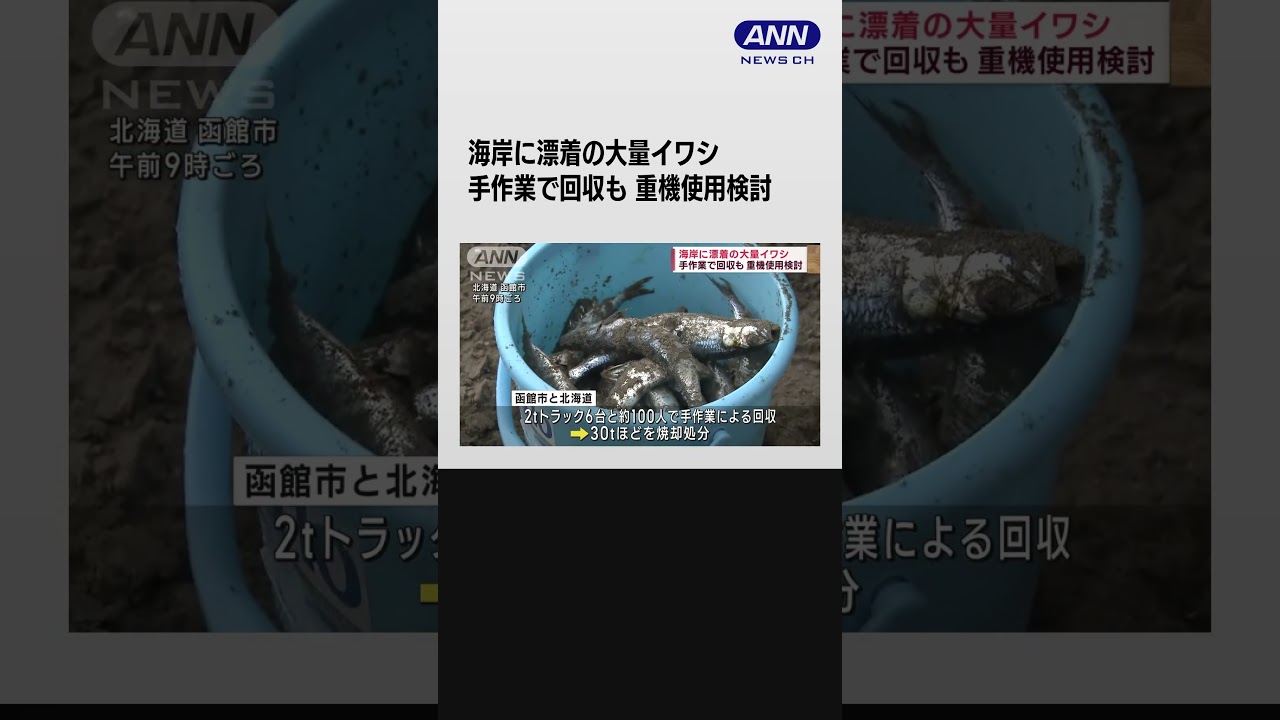海岸に漂着の大量イワシ、手作業で回収も　重機使用検討 #shorts