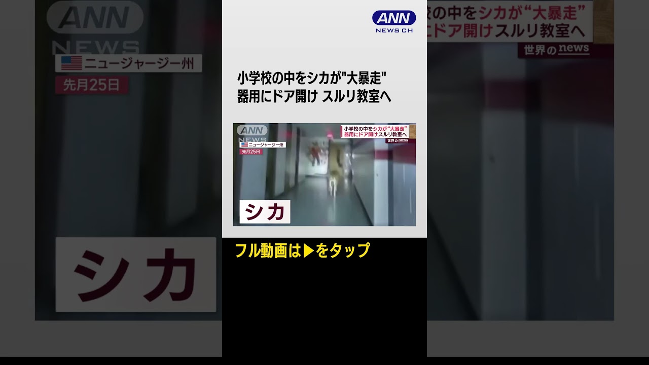 小学校の中をシカが”大暴走”器用にドア開け スルリ教室へ #shorts