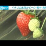イチゴの出荷がピーク　新品種「とちあいか」が人気　栃木・真岡市　(2023年12月10日)