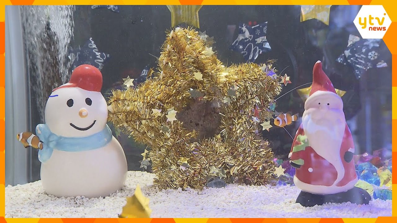 赤と白のサンタクロースカラーのエビも　クリスマスにちなんだ水槽を展示　和歌山・すさみ町
