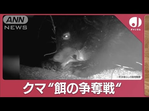 クマ“冬眠時期”も目撃多発…イノシシらとバッティング「餌の争奪戦」実態は(2023年12月11日)