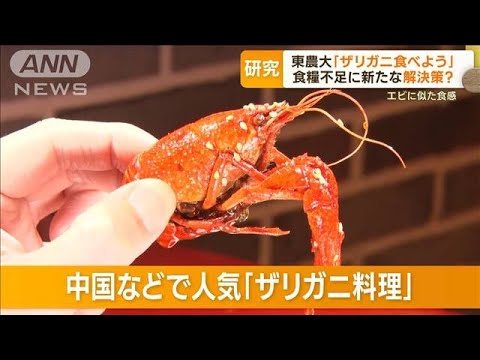 「ザリガニ食べよう」東農大が研究　食糧不足に新たな解決策？　エビに似た食感(2023年12月12日)