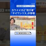 鎌倉で「タイワンリス」急増、横浜の市街地などにも…なぜ今年増加？【Nスタ解説】｜TBS NEWS DIG#shorts