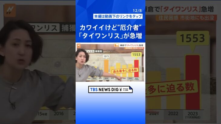 鎌倉で「タイワンリス」急増、横浜の市街地などにも…なぜ今年増加？【Nスタ解説】｜TBS NEWS DIG#shorts