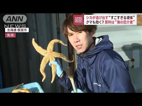 シカが逃げ出す“すごすぎる液体” クマも効く?　原料は“海の厄介者”(2023年12月12日)