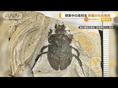 授業中に高校生が採集の化石「日本にいない外国種とも違う」…発見“新種コガネムシ”【知っておきたい！】(2023年12月13日)