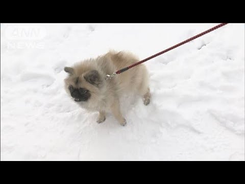 東日本や西日本は空気乾燥　北日本は局地的に積雪急増中(2023年12月13日)