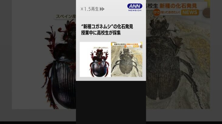 授業中に高校生が採集の化石「日本にいない外国種とも違う」…発見“新種コガネムシ” #Shorts