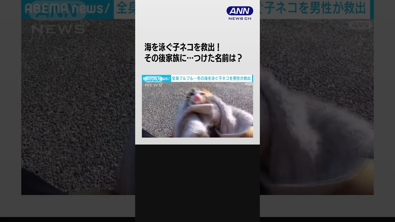 冬の海を漂う子ネコを釣り人が発見・救出 寒さで震える体を風呂で温め…その後家族に #shorts