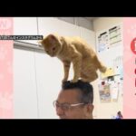 飼い主さん「大好きすぎて」頭にのぼるネコちゃん　後ろ脚プルプル…でも満足　なぜ？(2023年12月14日)