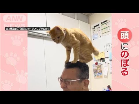 飼い主さん「大好きすぎて」頭にのぼるネコちゃん　後ろ脚プルプル…でも満足　なぜ？(2023年12月14日)