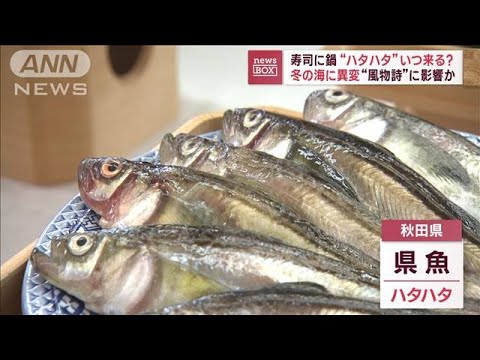 冬の海に異変“風物詩”に影響か　寿司に鍋“ハタハタ”いつ来る？【スーパーJチャンネル】(2023年12月14日)