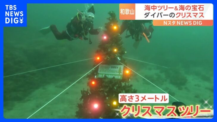 和歌山でクリスマスツリーを海中に！？いったいなぜ？この冬に見られる海の宝石「ウミウシ」って？｜TBS NEWS DIG