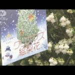 「クリスマス絵梨花」出荷　小型の鉢植えツリーが人気(2023年12月16日)