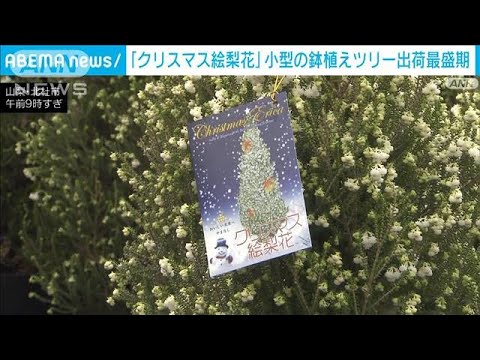 「クリスマス絵梨花」出荷　小型の鉢植えツリーが人気(2023年12月16日)