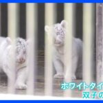 「宇都宮動物園」でホワイトタイガーの双子の赤ちゃん　一般公開｜TBS NEWS DIG