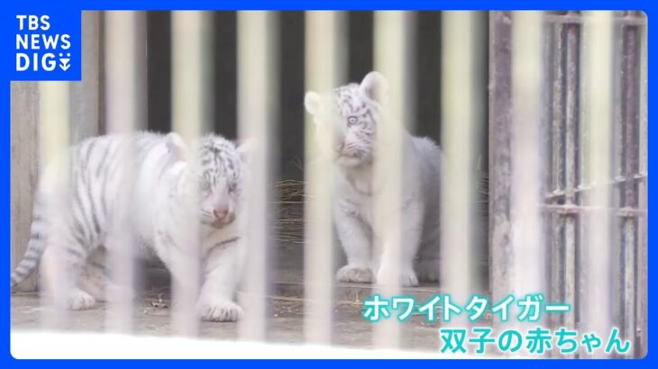 「宇都宮動物園」でホワイトタイガーの双子の赤ちゃん　一般公開｜TBS NEWS DIG