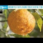 黄色鮮やか「ゆず」収穫　冬至の「ゆず湯」で香り豊かに　栃木・日光市(2023年12月17日)