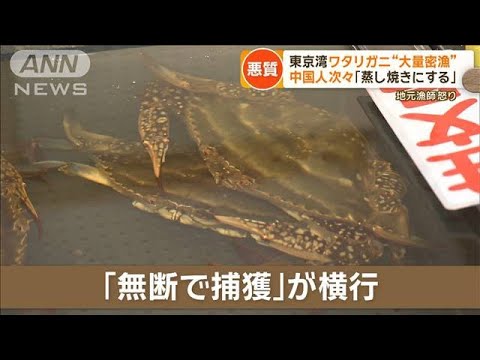 悪質…東京湾でワタリガニ“大量密漁”　中国人が次々「蒸し焼きにする」【詳細版】【もっと知りたい！】【グッド！モーニング】(2023年12月19日)