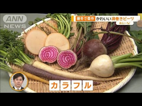 “黄金色”“渦巻き”…暖冬で豊作「カラフル野菜」　おすすめレシピも【あらいーな】【あらいーな】【グッド！モーニング】(2023年12月19日)