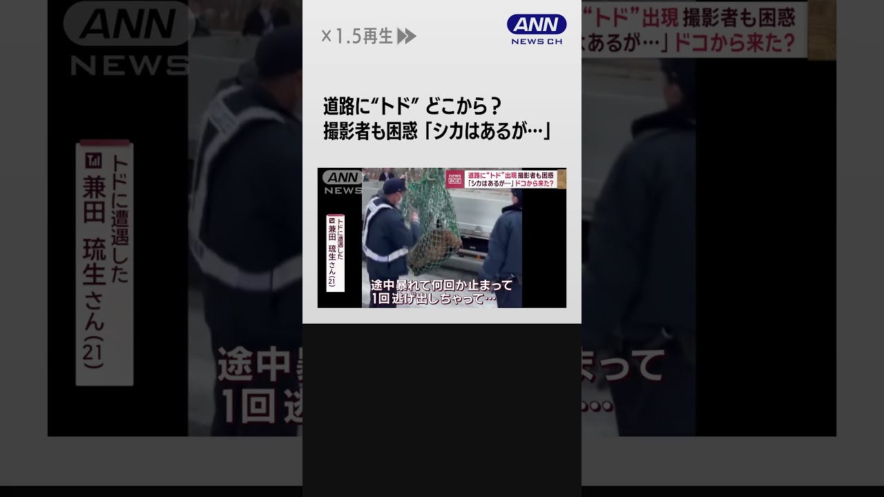 道路に“トド”どこから? 撮影者も困惑 「シカはあるが…」 #shorts