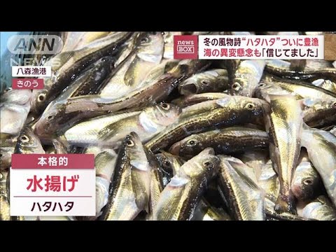 冬の風物詩ハタハタ、ついに豊漁　海の異変懸念も「信じてました」【スーパーJチャンネル】(2023年12月20日)