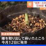 「植物の不思議を探る貴重な材料」ショクダイオオコンニャク　日本で初めて実を結び、その種から発芽　茨城・国立科学博物館 筑波実験植物園｜TBS NEWS DIG