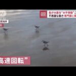 鳥が水面を“水平移動”不思議な動き　専門家に聞くと…【スーパーJチャンネル】(2023年12月21日)