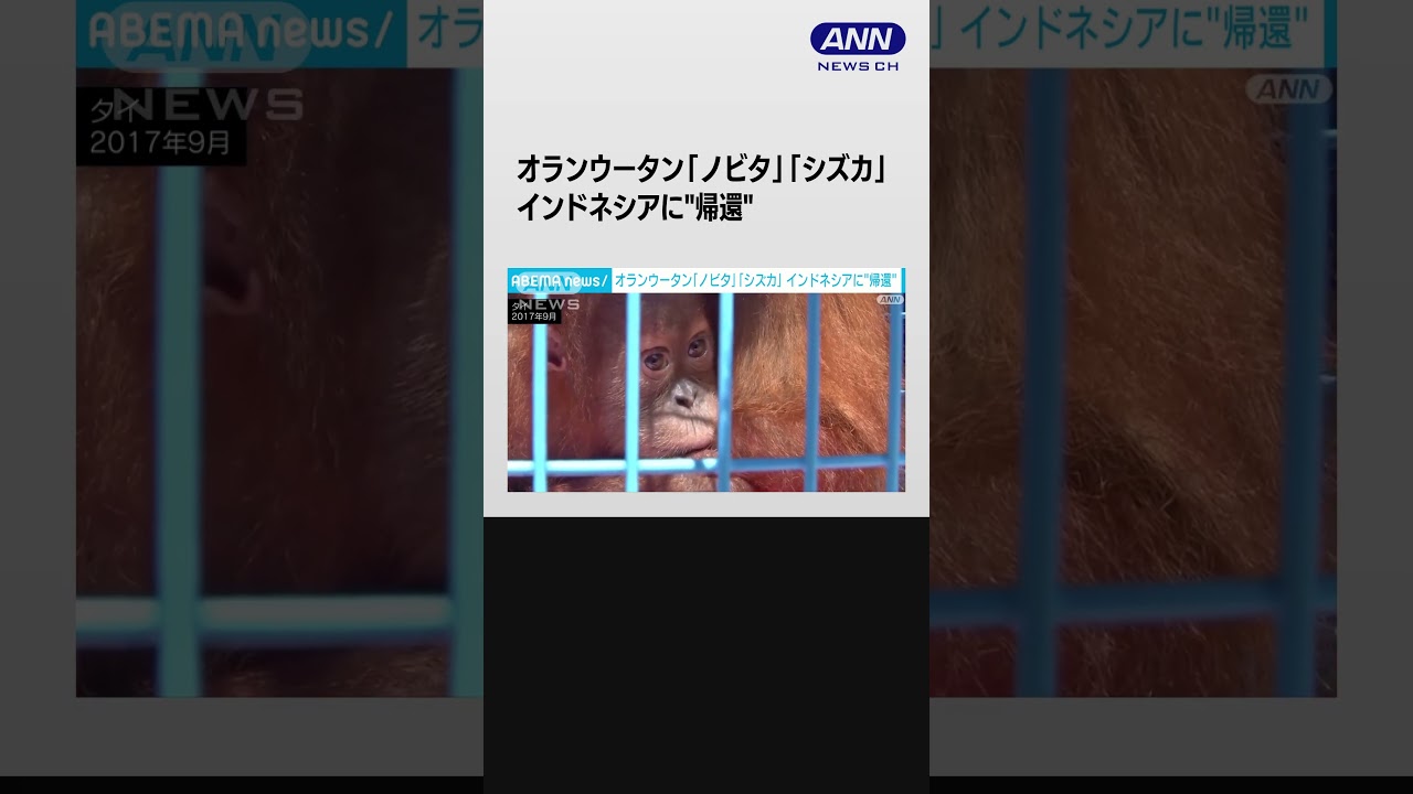 密輸から保護のオランウータン「ノビタ」と「シズカ」 インドネシアに“帰還” #shorts