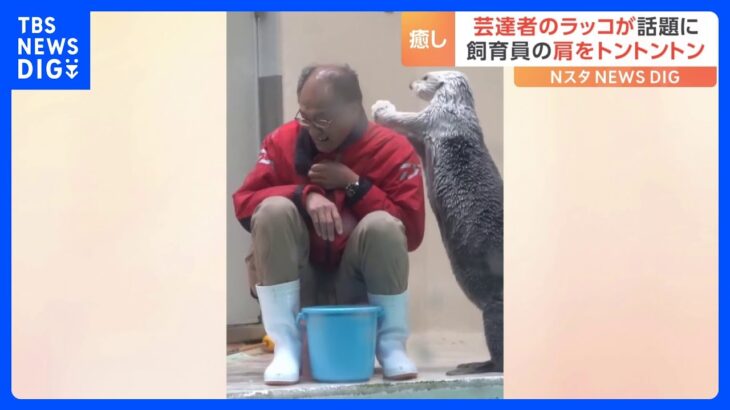 「肩をたたく手が優しいね」三重県の鳥羽水族館でお互いをい労いあう？飼育員とラッコがSNSで話題に！19万超のいいねを獲得する癒しの動画｜TBS NEWS DIG