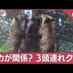 クリスマスも相次ぐ“クマ出没”　シカが関係？「3頭連れクマ」増加の理由【スーパーJチャンネル】(2023年12月25日)