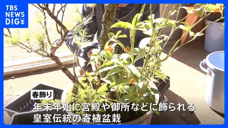 江戸時代以前から続く皇居内の寄植盆栽「春飾り」 宮内庁が準備風景を公開｜TBS NEWS DIG
